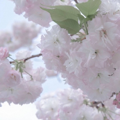 Furry插画氛围灵感FurryQQ群